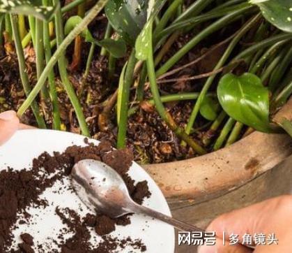 盆土板結不想換盆？試試3種松土劑，灑在土表輕松改善土質！